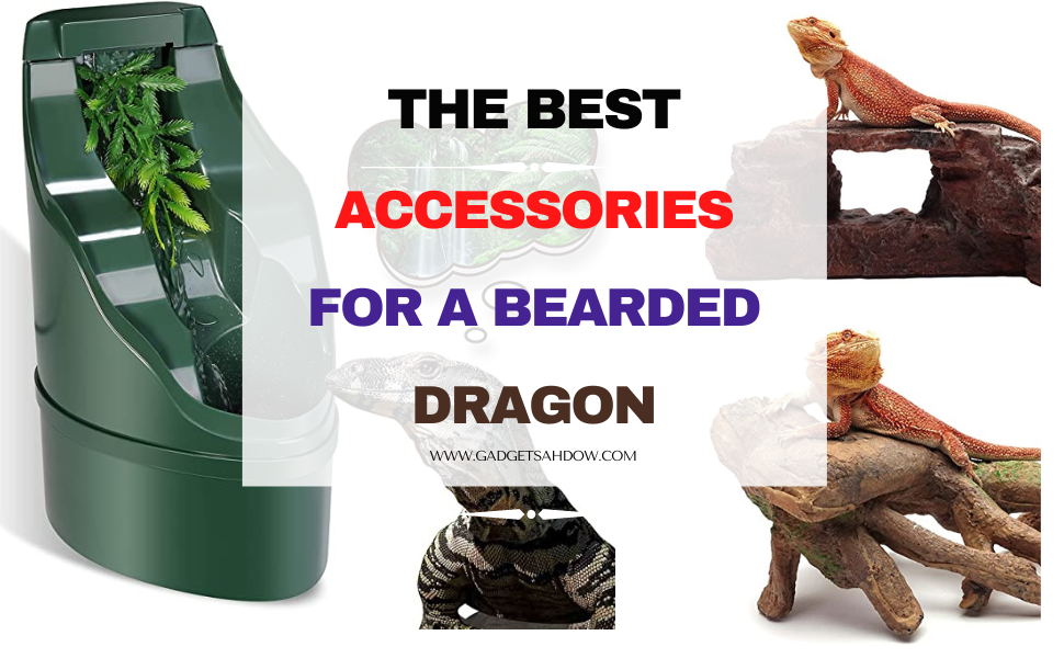 Accessories for a bearded dragon